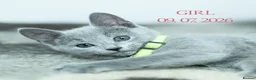 Russian Blue cats for sale: Adorable Russian Blue Kittens - Advert 14