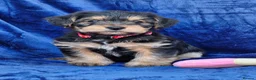 Jack Russell dogs for sale: Beautiful Litter of Jack Russell Puppies  - Advert 15