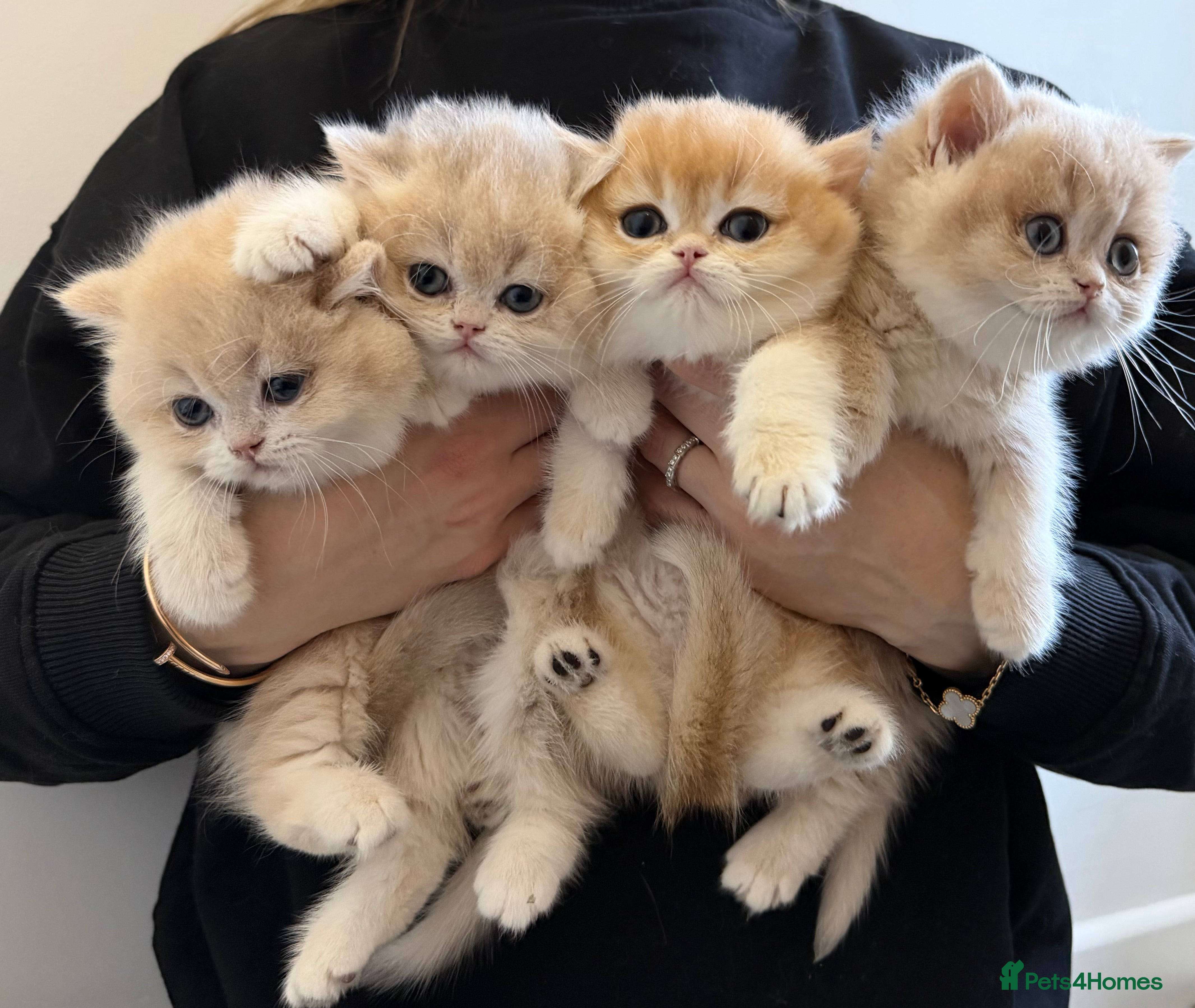 British Shorthair cats Golden Blue British Shorthair kittens - Advert 1