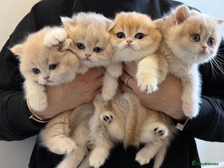 British Shorthair cats Golden Blue British Shorthair kittens - Advert 1