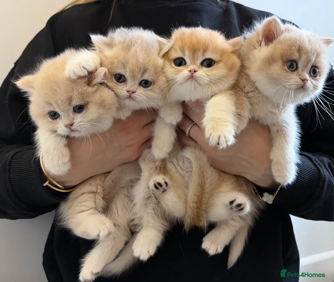 British Shorthair cats for sale: Golden Blue British Shorthair kittens - Advert 2