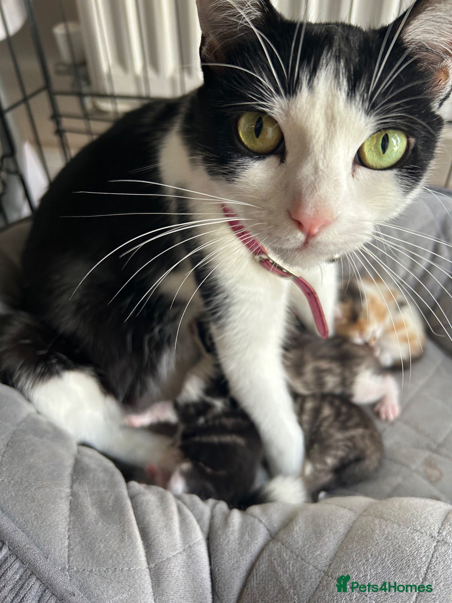 Mixed Breed cats Kittens  - Advert 17