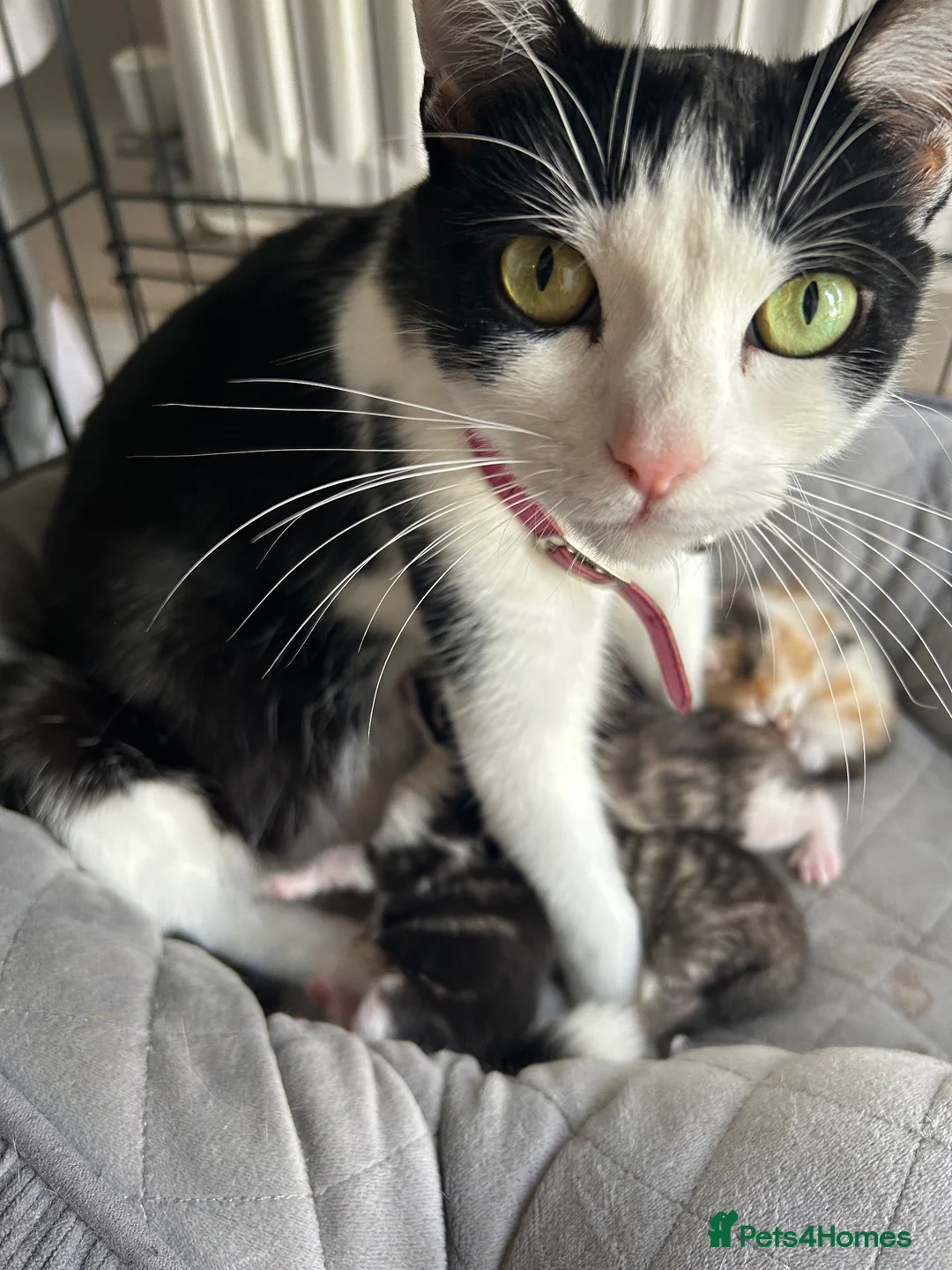 Mixed Breed cats for sale: Kittens  - Advert 1