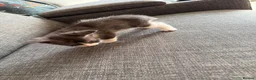 Maine Coon cats for sale: mainecoon kittens  - Advert 17