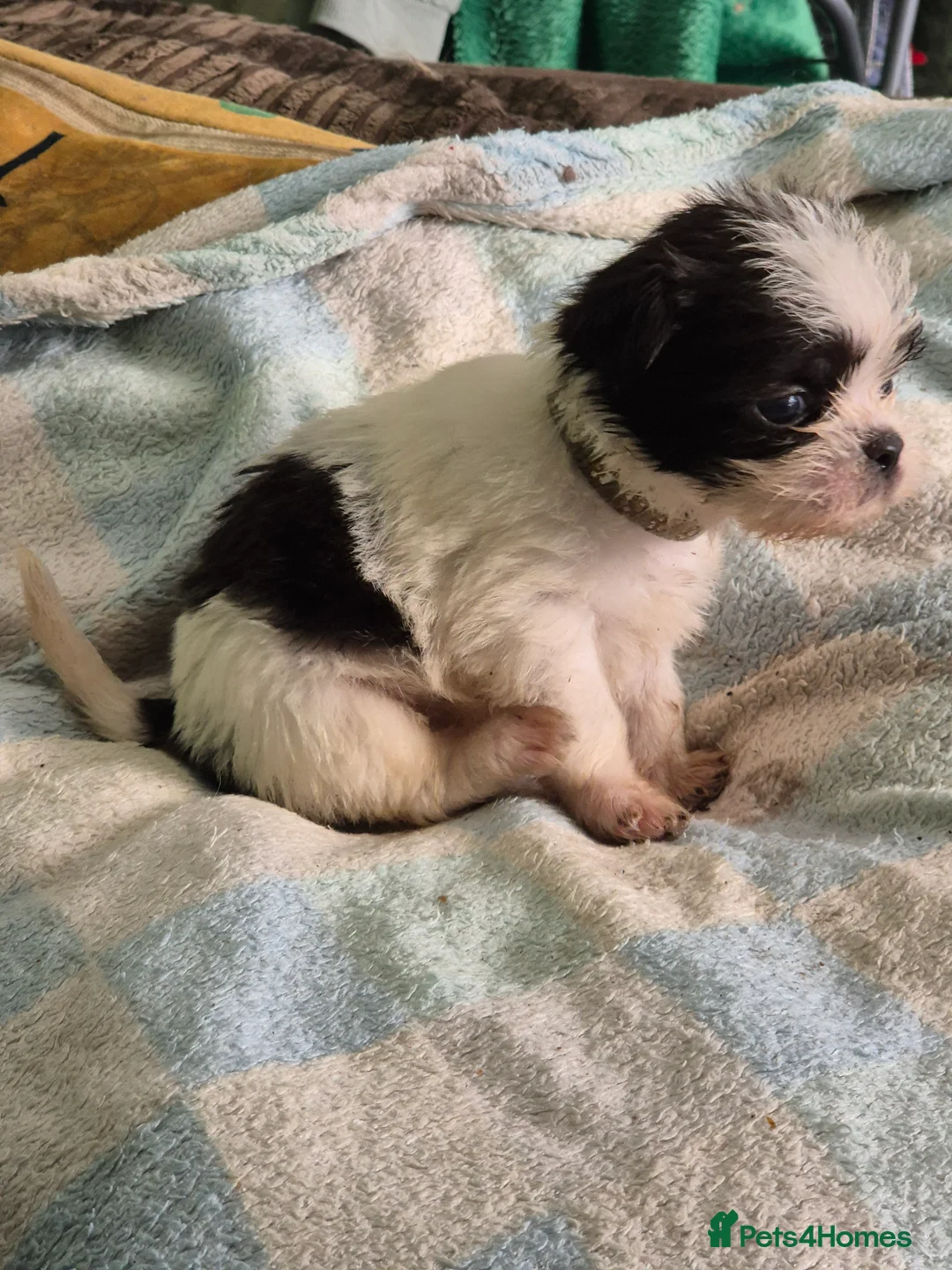 Malshi dogs for sale: I have 1 boy left  - Advert 13