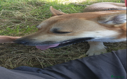 Mixed Breed dogs for sale: Odin. Sweet and beautiful crossbreed boy - Image 15