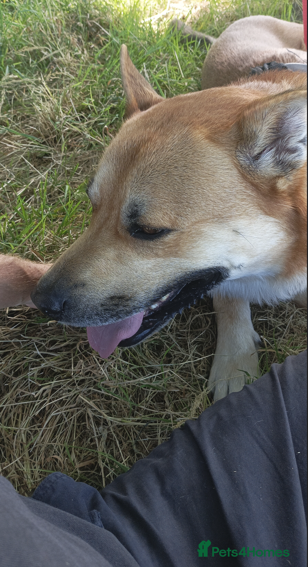 Mixed Breed dogs for sale: Odin. Sweet and beautiful crossbreed boy - Image 15
