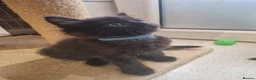 Mixed Breed cats for sale: Kittens   - Advert 32