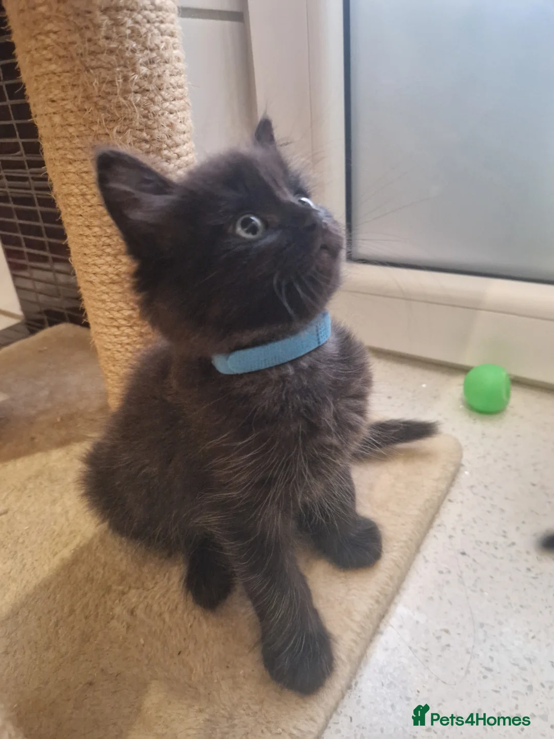 Mixed Breed cats for sale: Kittens   - Advert 32