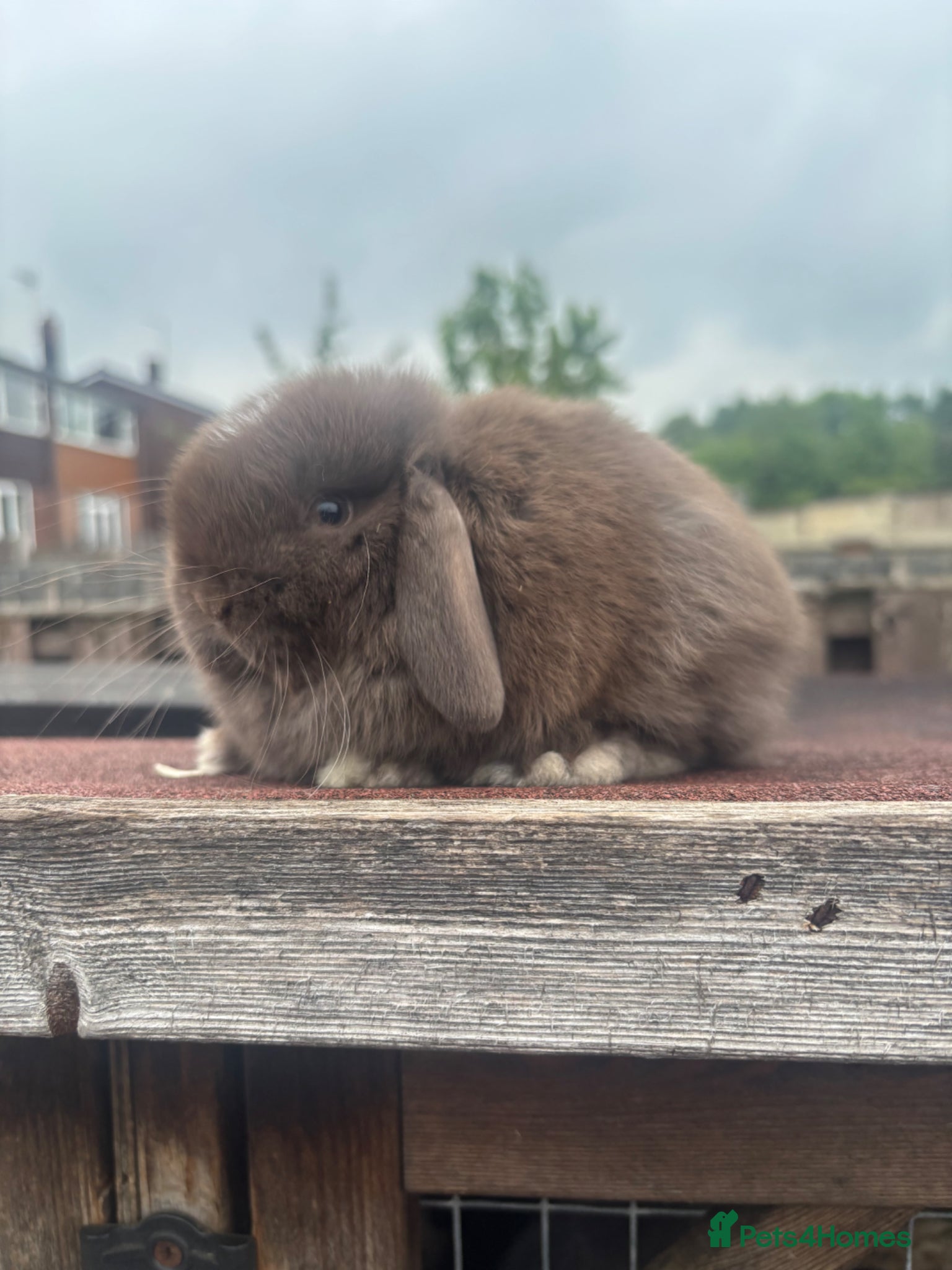 Mini Lop rabbits for sale: Mini Lop Rabbits Ready at Weekend - Advert 1