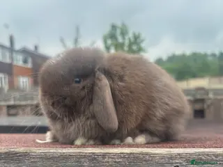 Mini Lop rabbits for sale: Mini Lop Rabbits Ready at Weekend - Advert 1
