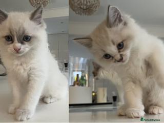 Ragdoll cats Ragdoll Male Kittens Available January 2026 - Advert 18