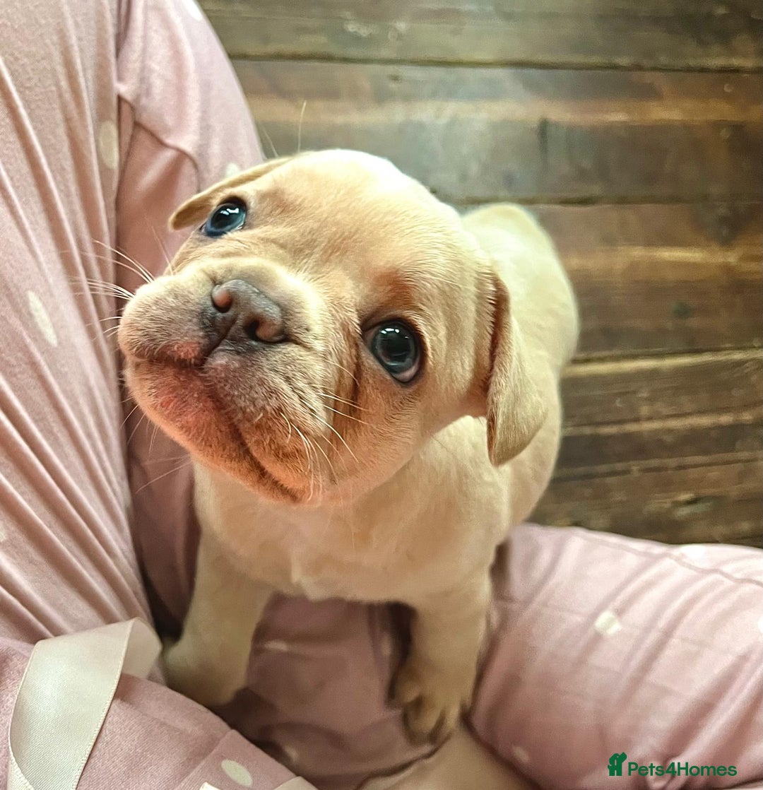 French Bulldog dogs for sale: 4 Beautiful Babies  - Image 37