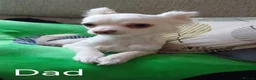 Pomchi dogs for sale: Pomchi puppies for sale - Advert 3
