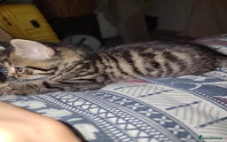 Mixed Breed cats for sale: Beautiful kittens for sale - Advert 5