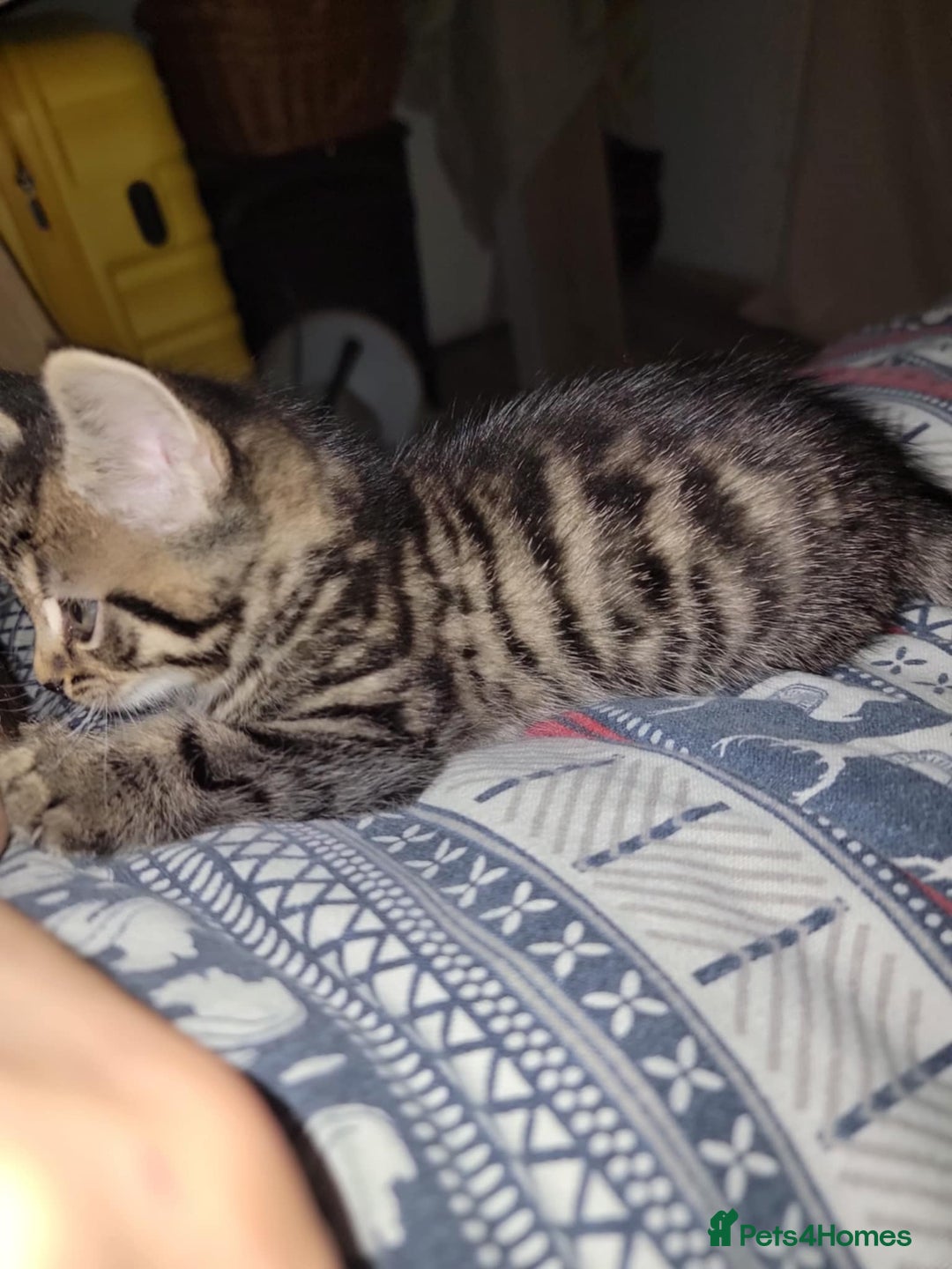 Mixed Breed cats for sale: Beautiful kittens for sale - Advert 5