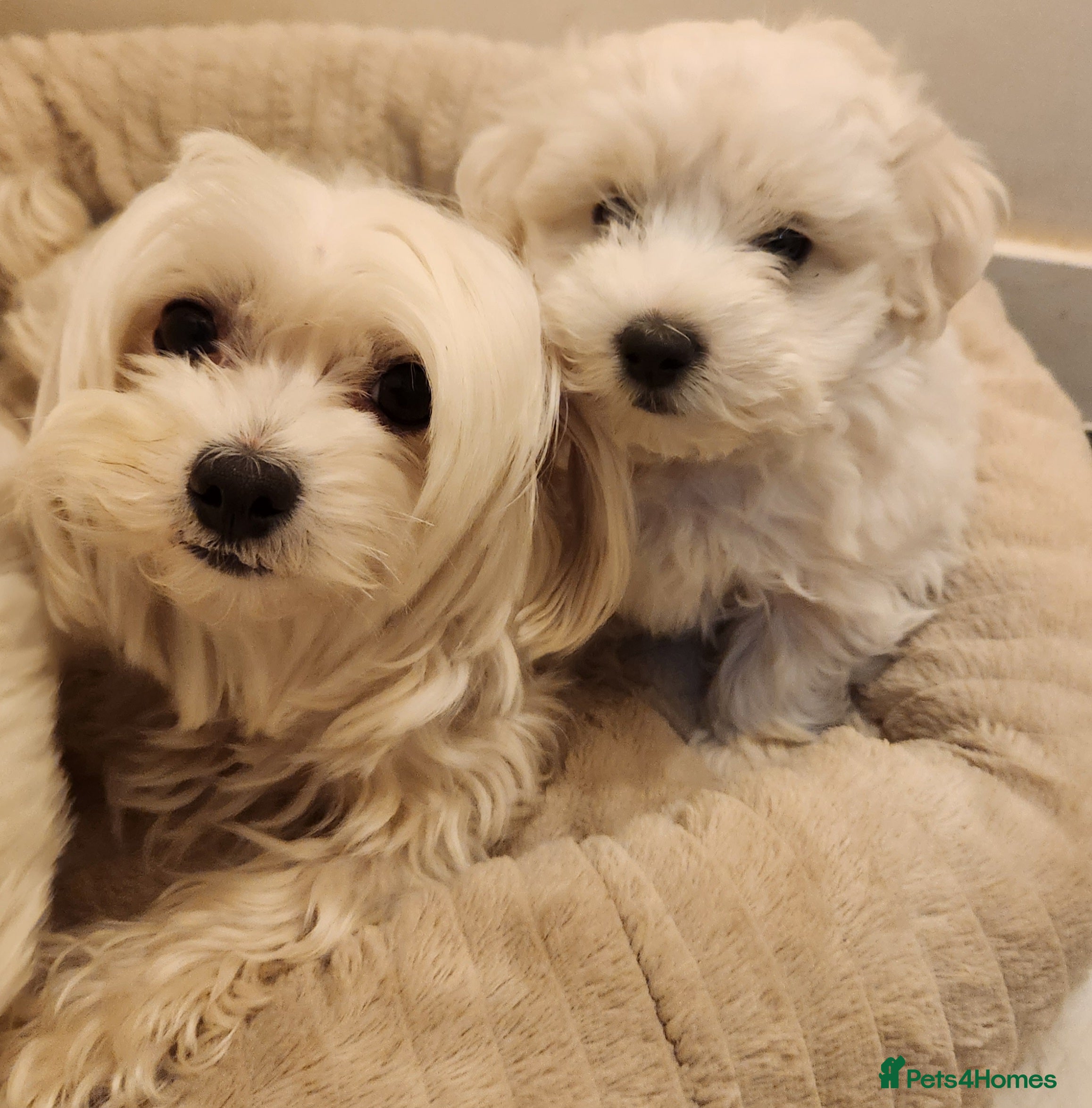 Bichon Frise dogs Bichon maltese for sale. - Advert 2