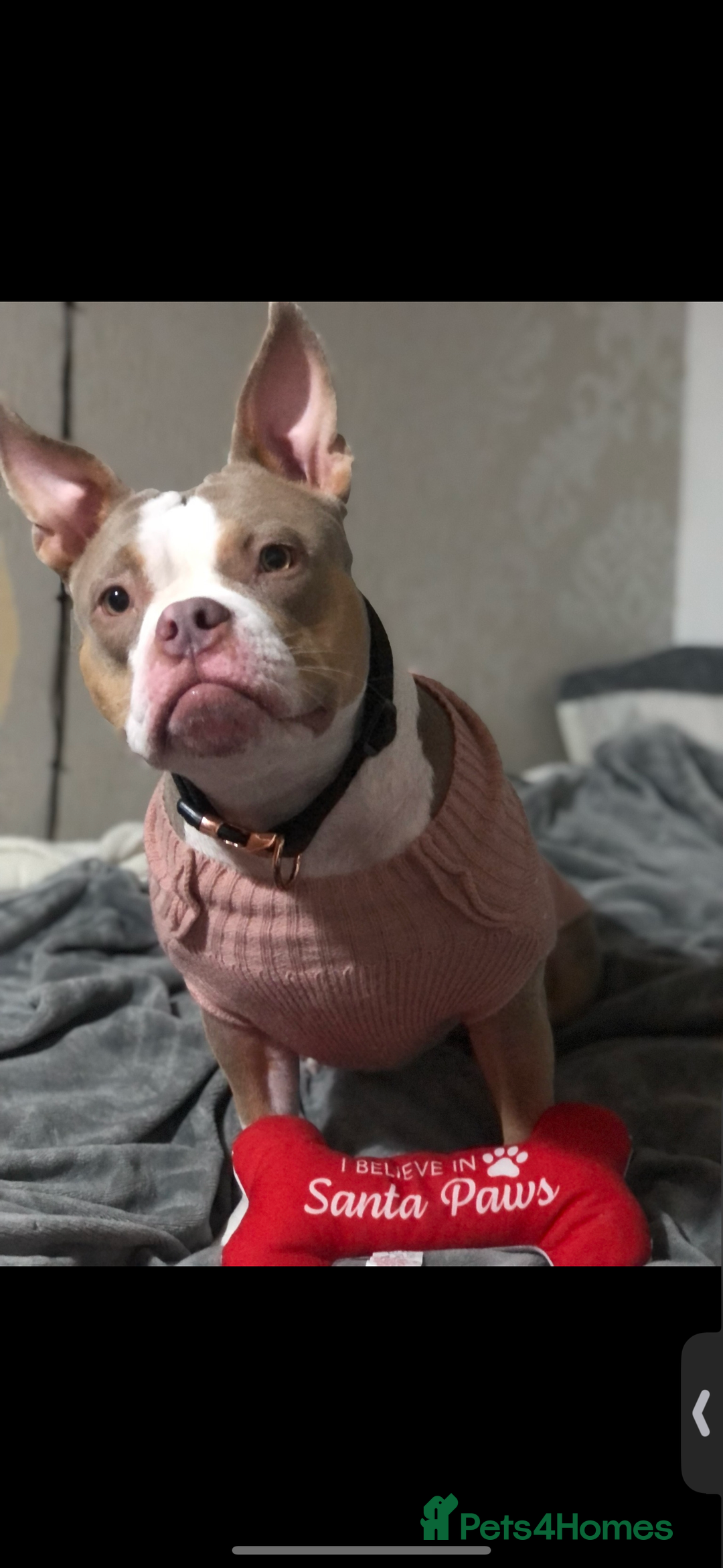 American Bully dogs for sale: American pocket bully 3yrs old female  - Image 3