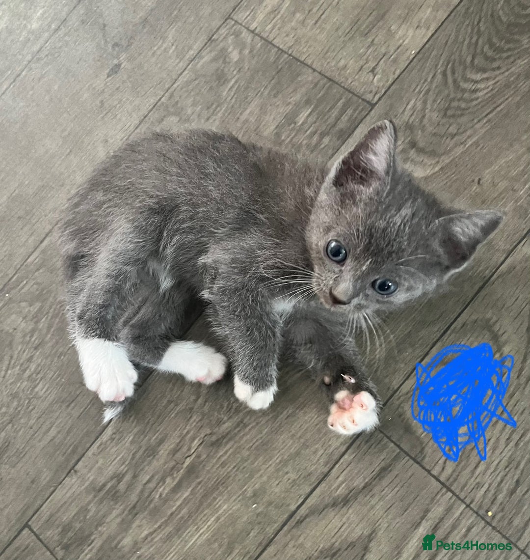 Ragdoll cats for sale: LAST 2 Ragdoll mix kittens - Image 8