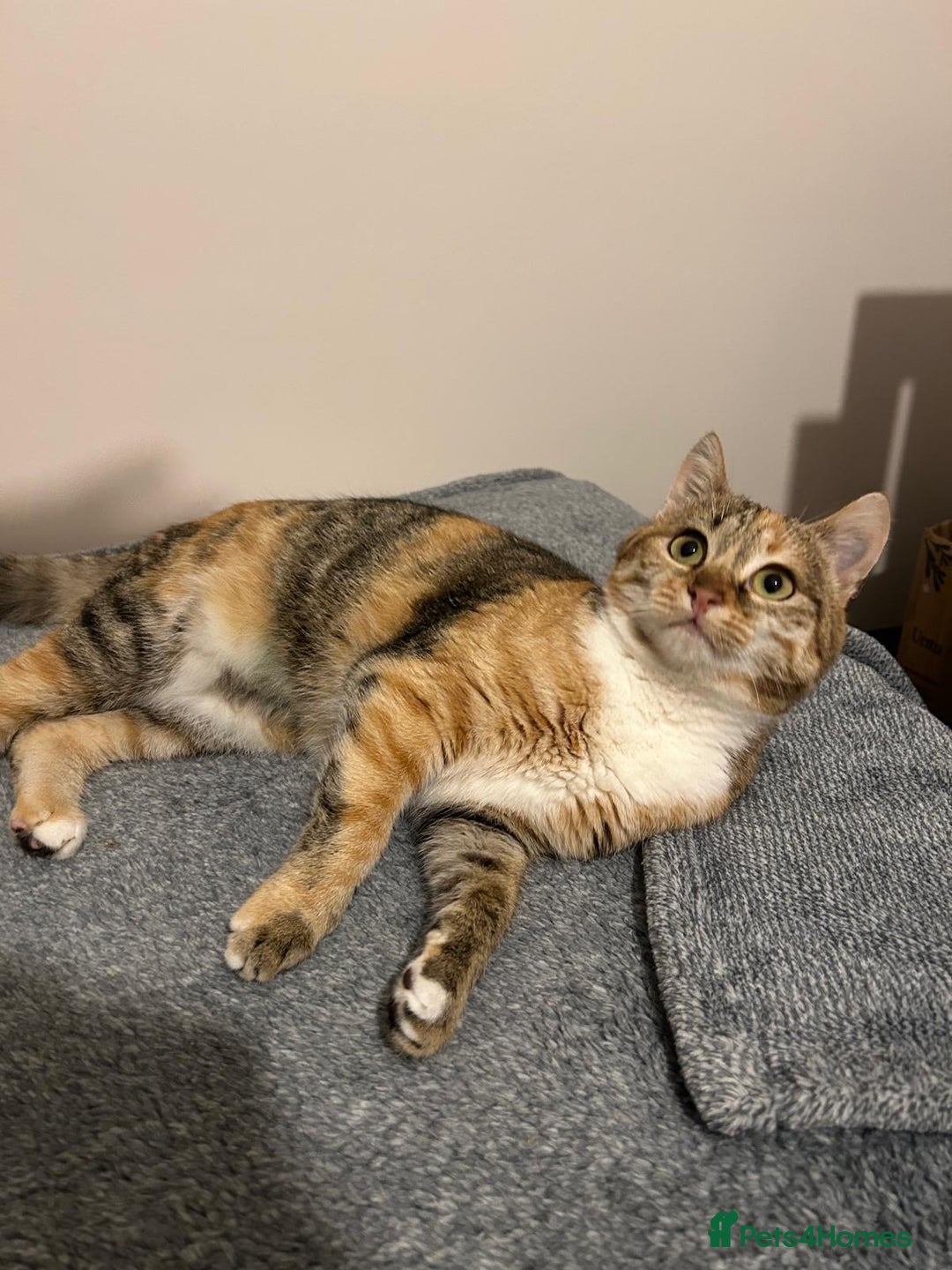 Mixed Breed cats for sale: Bonded 8-Month-Old Rescue Kittens (Woking) - Advert 2