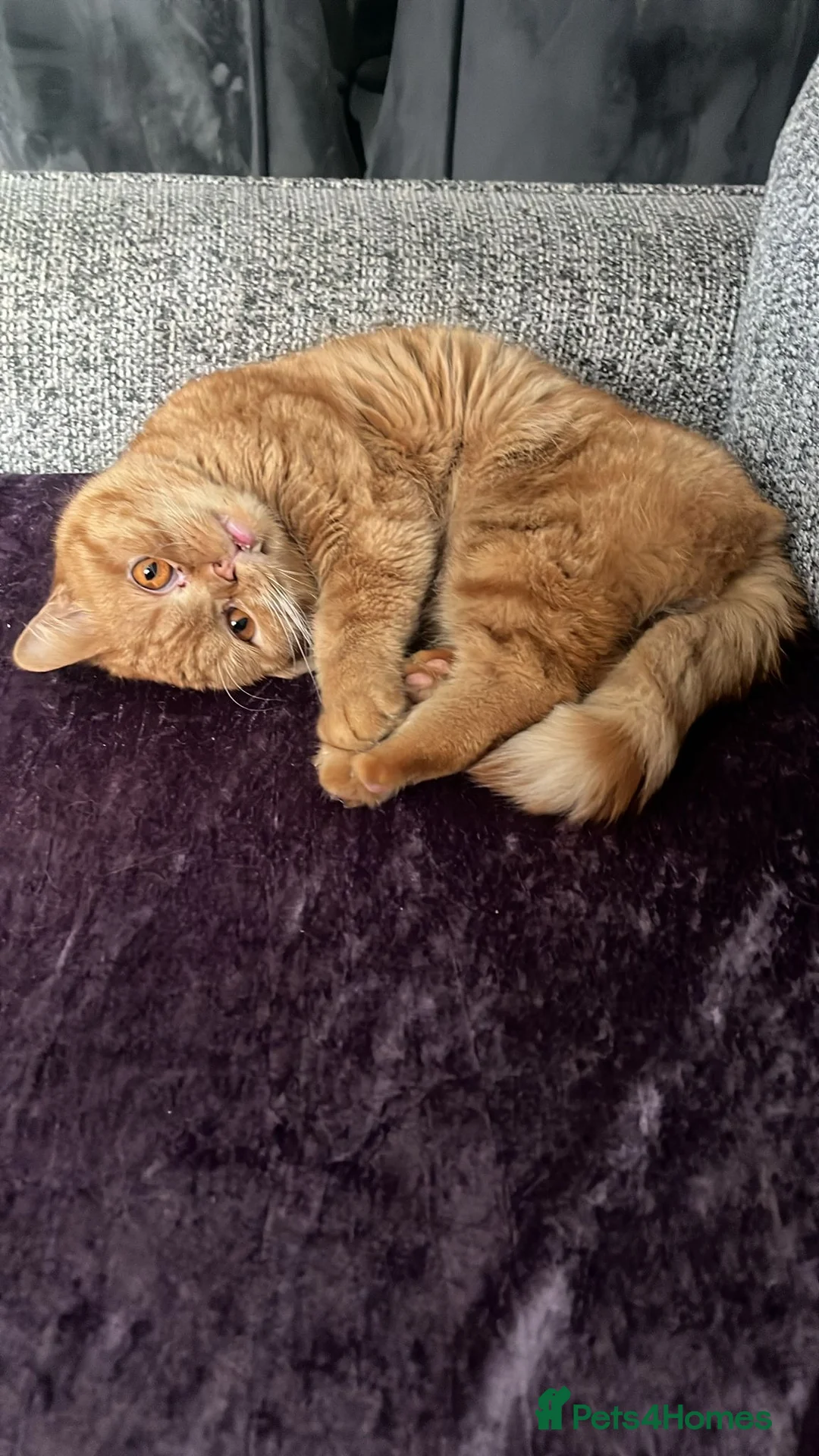 British Shorthair cats for sale: British shorthair - Advert 6