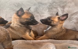 Belgian Shepherd Dog dogs for sale: Dutch Herder Puppies  - Image 11