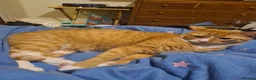 Domestic Shorthair cats for sale: Ginger Male Cat in Kidderminster - Advert 18