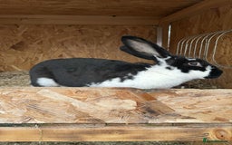Continental Giant rabbits for sale: Gigant continental  - Image 1