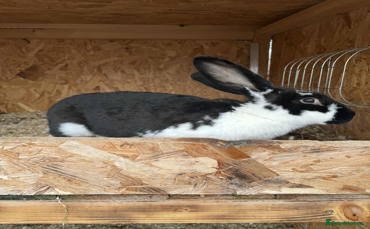 Continental Giant rabbits - Advert 1