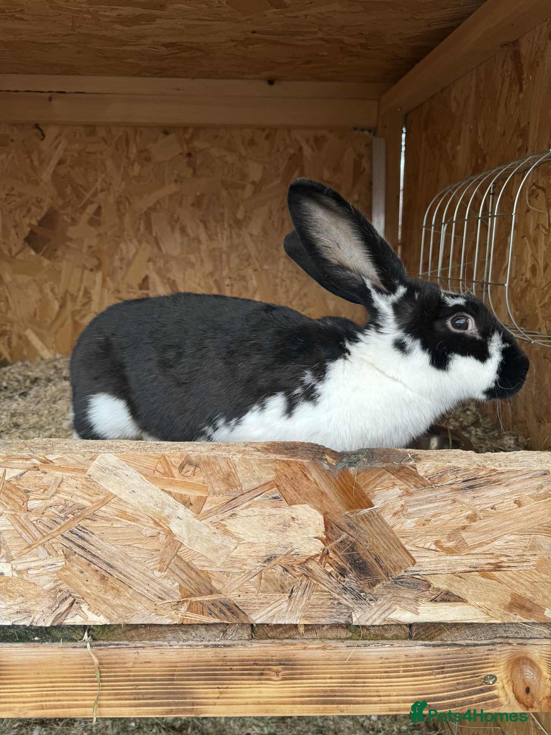 Continental Giant rabbits for sale: Gigant continental  - Image 1