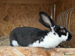 Continental Giant rabbits - Advert 7