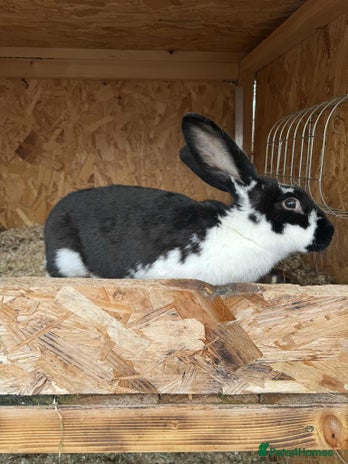 Continental Giant rabbits - Advert 2