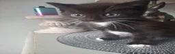 Mixed Breed cats for sale: 3 boy half ragdoll kittens - Advert 2