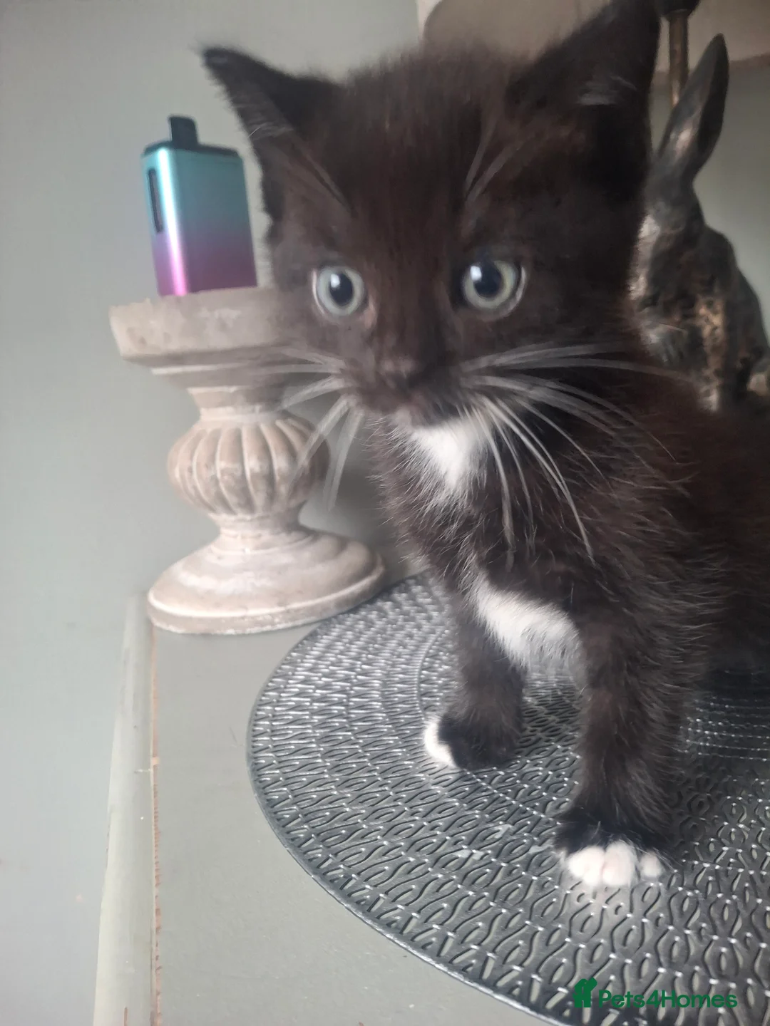 Mixed Breed cats for sale: 3 boy half ragdoll kittens - Advert 2