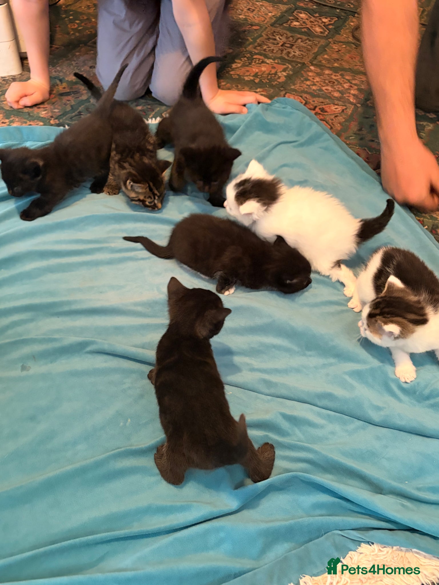 Mixed Breed cats 6 playful kittens for sale  - Advert 5