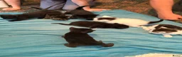 Mixed Breed cats for sale: 6 playful kittens for sale  - Advert 1