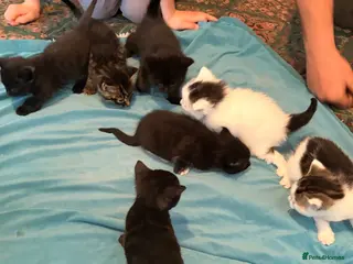 Mixed Breed cats 6 playful kittens for sale - Advert 6