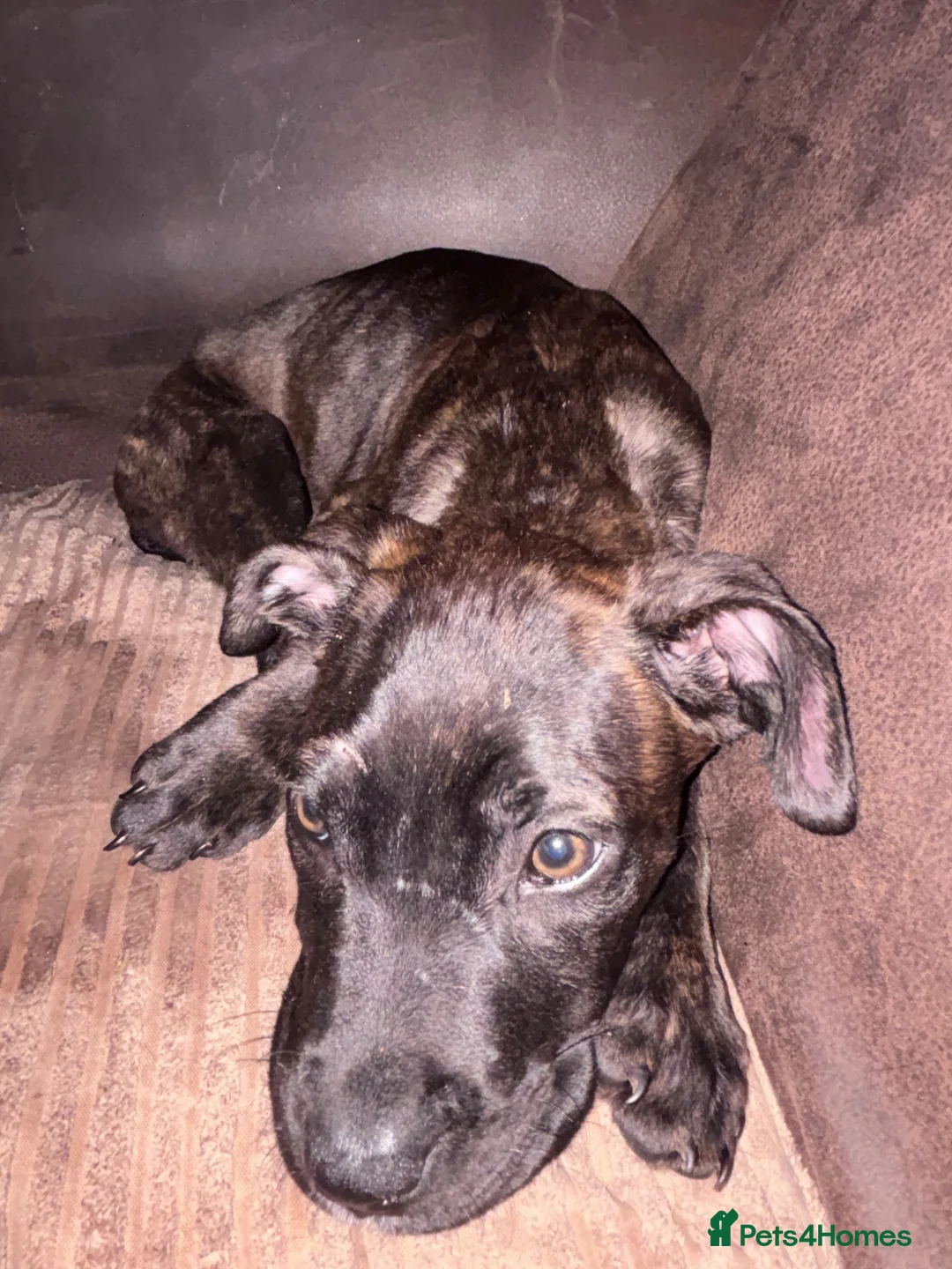 Mixed Breed dogs for sale: Female puppy for sale - Advert 2