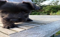 Skye Terrier dogs for sale: Skye terrier puppies lovely chunky rare breed pups - Image 4