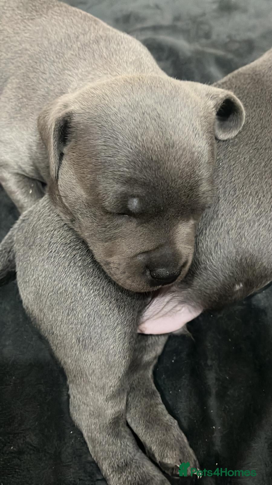 Staffordshire Bull Terrier dogs KC Champion Blue Staffordshire bull terrier - Advert 1