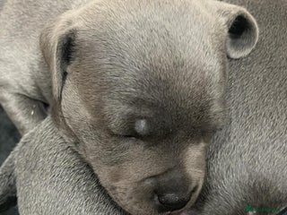 Staffordshire Bull Terrier dogs KC Champion Blue Staffordshire bull terrier - Advert 1