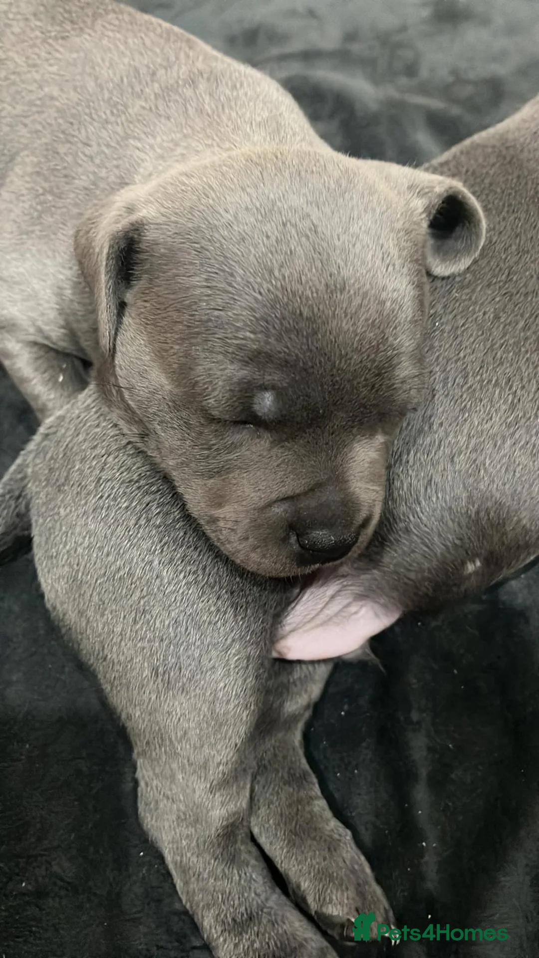 Staffordshire Bull Terrier dogs for sale: KC Champion Blue Staffordshire bull terrier - Advert 7