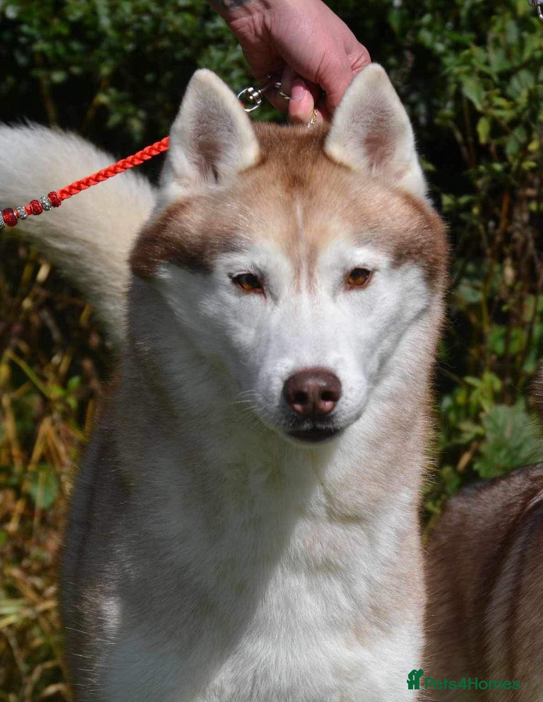 Siberian Husky dogs for sale: Kc reg Siberian husky pups due end of sept  - Image 6
