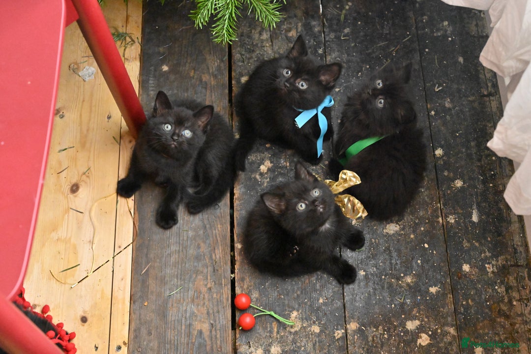 British Shorthair cats for sale: British Shorthair x Persian Kittens Available Now! - Advert 12