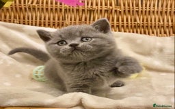 British Shorthair cats for sale: 🧸EXCEPTIONAL QUALITY PURE BREED BSH TEDDY BEARS🧸 - Advert 22