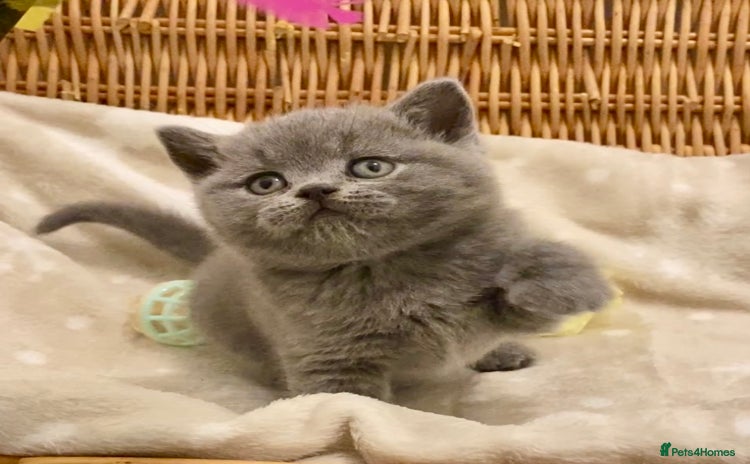 British Shorthair cats - Advert 2