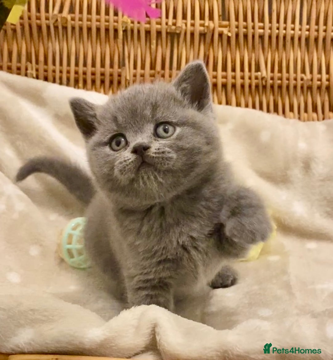 British Shorthair cats for sale: 🧸EXCEPTIONAL QUALITY PURE BREED BSH TEDDY BEARS🧸 - Advert 22