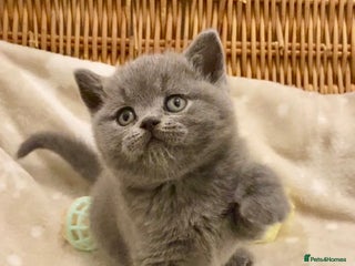 British Shorthair cats - Advert 16