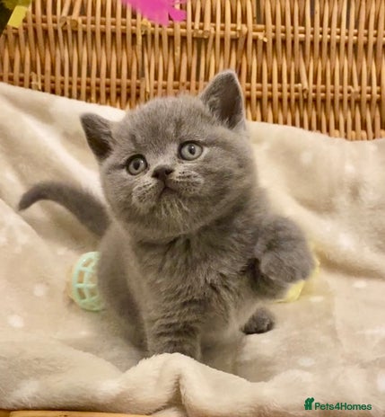 British Shorthair cats - Advert 2