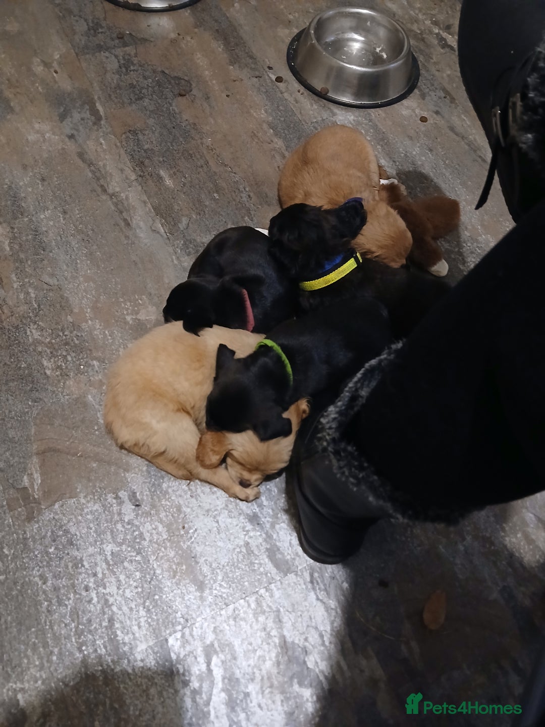 Mixed Breed dogs for sale: 2 pups left  - Advert 11